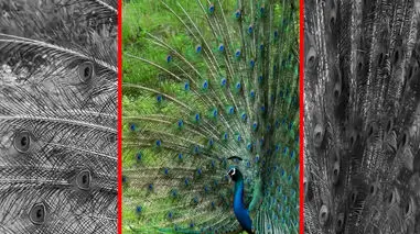 فیلم رقص و پرواز طاووس زیبا