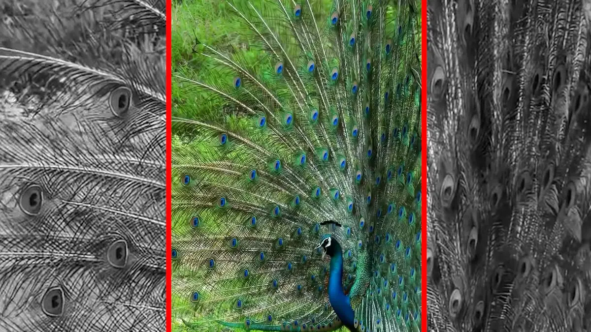 فیلم رقص و پرواز طاووس زیبا