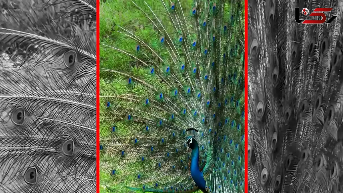 فیلم رقص و پرواز طاووس زیبا