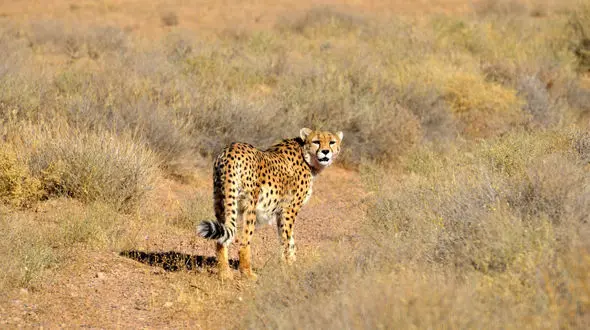 تخریب گسترده مناطق بیابانی کشور با فعالیت‌های معدنی و نظامی/ زنگ خطر برای زیستگاه یوز آسیایی + فیلم
