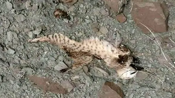 مرگ عجیب یک پلنگ ایرانی درطبیعت هرمزگان+ عکس و فیلم دردناک