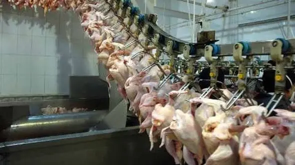 کاهش قیمت مرغ در بازارها