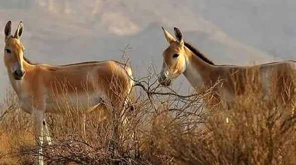 تولد گورخرهای پارک ملی کویر سمنان نویدبخش خروج از انقراض است + فیلم