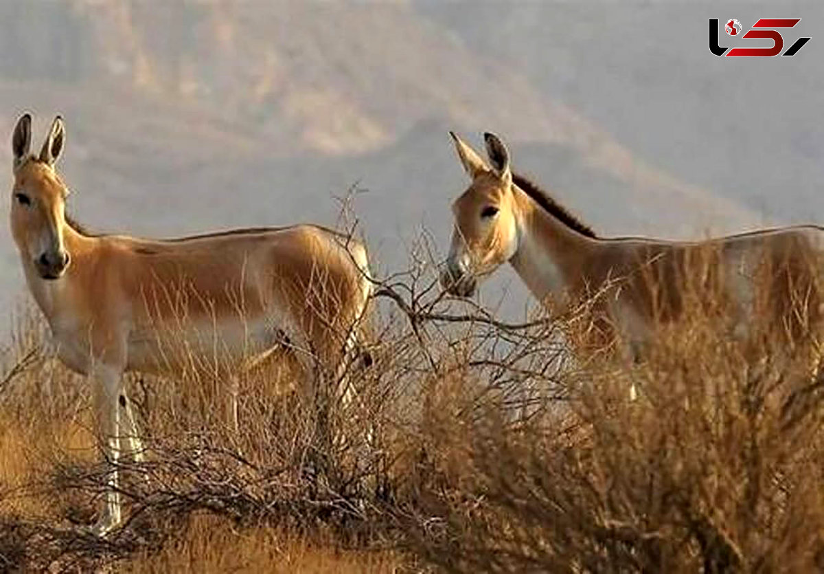 تولد گورخرهای پارک ملی کویر سمنان نویدبخش خروج از انقراض است + فیلم