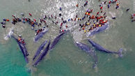 عکس های زیبا از نجات 6 نهنگ به گل نشسته در ساحل 