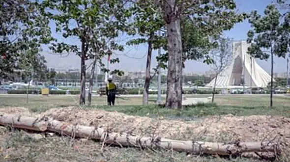 ماجرای قطع درخت در میدان آزادی چیست؟