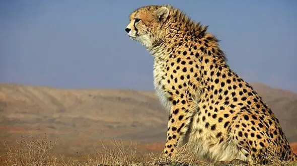 حمله پلنگ گرسنه به یک روستا در بجنورد 