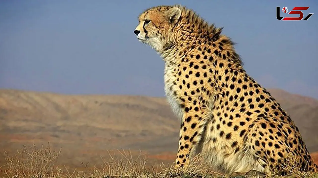 حمله پلنگ گرسنه به یک روستا در بجنورد 