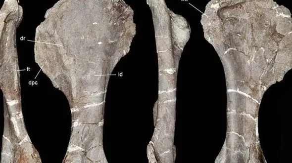 کشف فسیل 96 میلیون ساله یک دایناسور + عکس