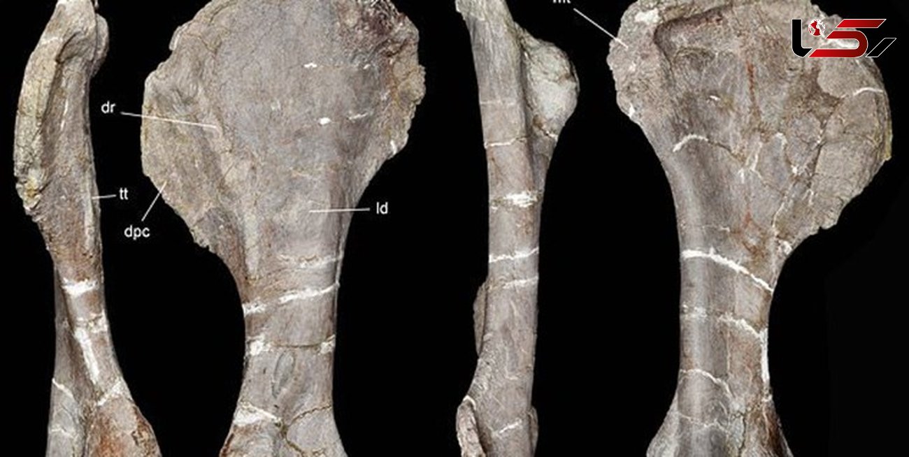 کشف فسیل 96 میلیون ساله یک دایناسور + عکس