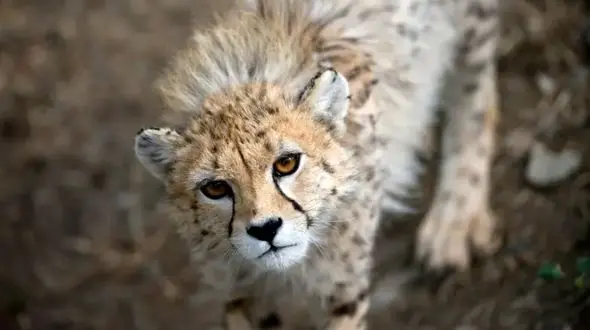 خطر انقراض یوز ایرانی بعد از 21 سال عملکرد بدون تخصص و اعتبار /ادامه بحران های محیط زیستی در فلات ایران 