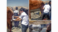 اقدام جالب تکنسین هاى اورژانس تهران با خودروى حامل اسب  +عکس