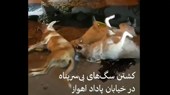 کشتن سگ های بی سرپناه در اهواز  / مقصر کیست؟! + فیلم تکاندهنده