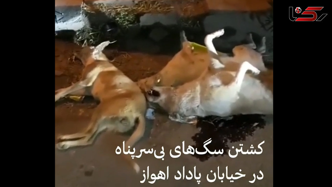 کشتن سگ های بی سرپناه در اهواز  / مقصر کیست؟! + فیلم تکاندهنده