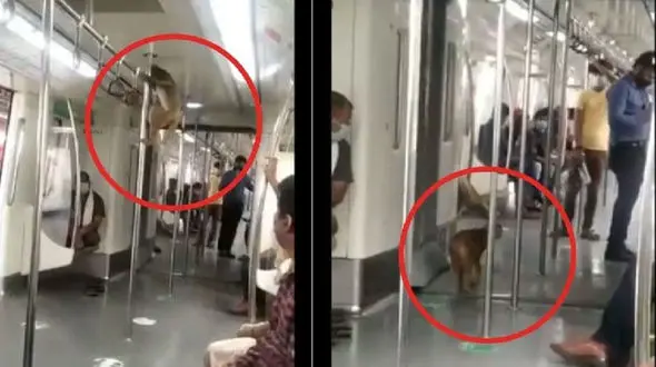 میمونی که مترو را دوست دارد + فیلم 