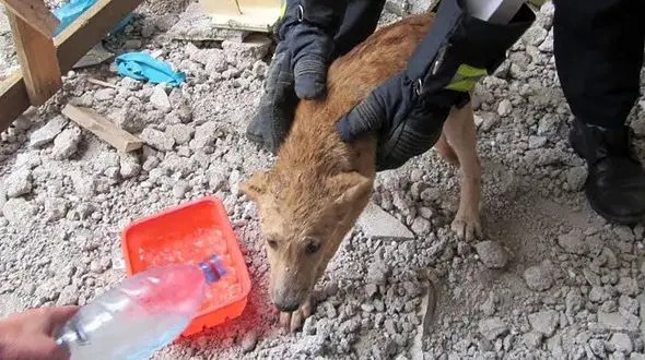 5 عکس از صحنه فداکاری آتش نشانان رشت / نجات جان سگ حبس شده 