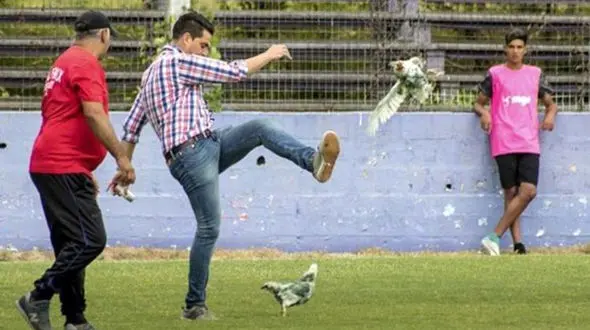 لگد زدن به مرغ برای بازیکن کرواسی دردسر آفرید