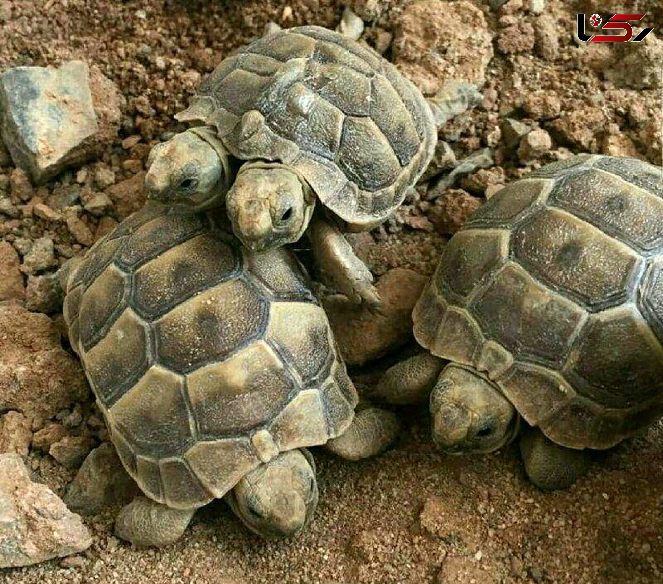 تولد لاکپشت‌ دو سر در یزد + عکس