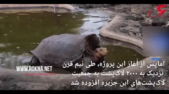 بازنشستگی لاک‌ پشتی که در نیم قرن ۸۰۰ بار پدر شد! + فیلم 