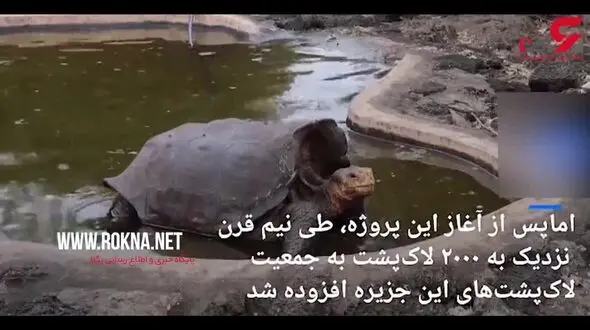 بازنشستگی لاک‌ پشتی که در نیم قرن ۸۰۰ بار پدر شد! + فیلم 