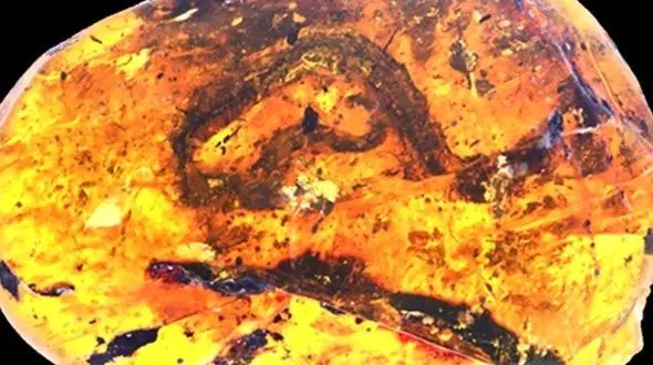 فسیل نطفه یک مار را کشف شد