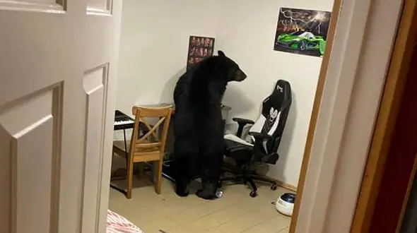 شوک صاحبخانه با دیدن مهمان ناخوانده اش! + عکس های دلهره آور