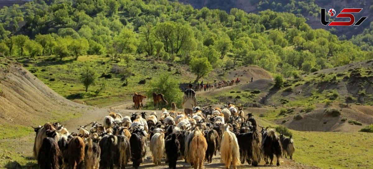 دامداران تعلیف غیر مجاز در منطقه حفاظت شده انزان به مراجع قضایی معرفی شدند