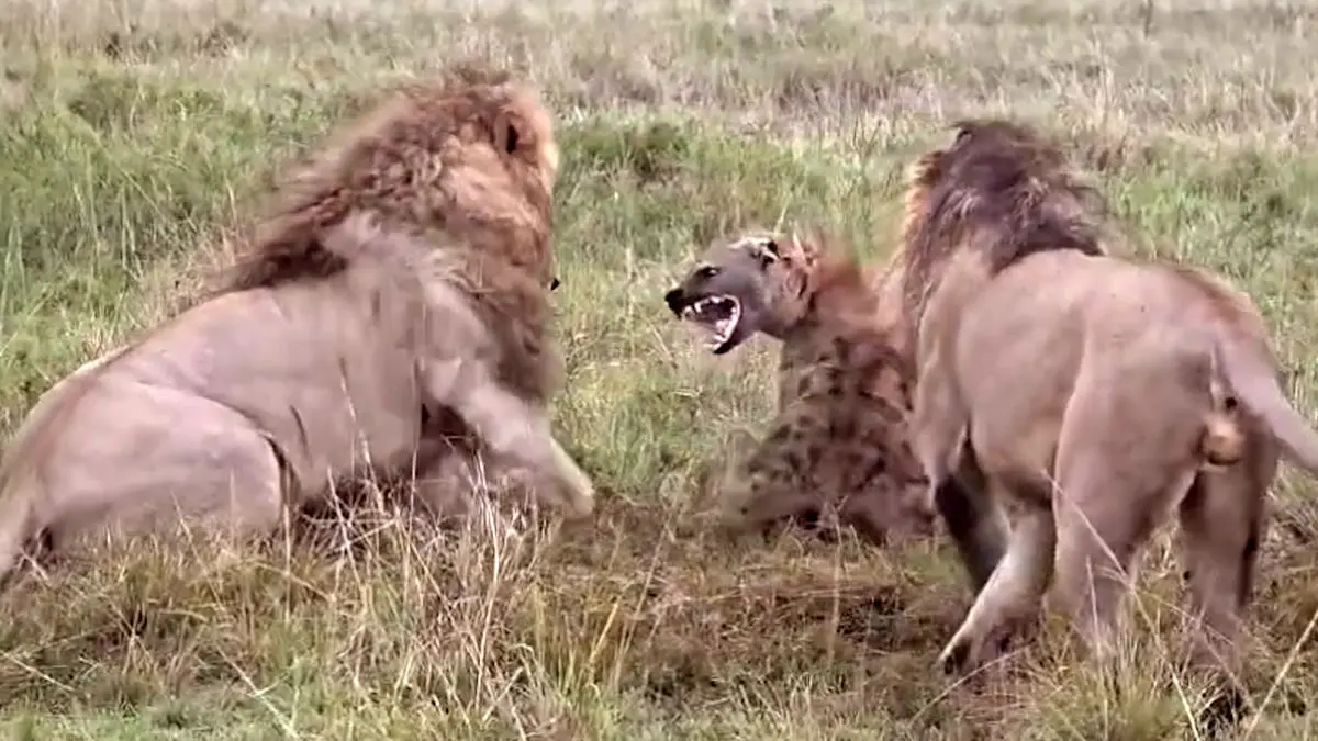 فیلم گرفتار شدن کفتار در چنگال دو شیر نر