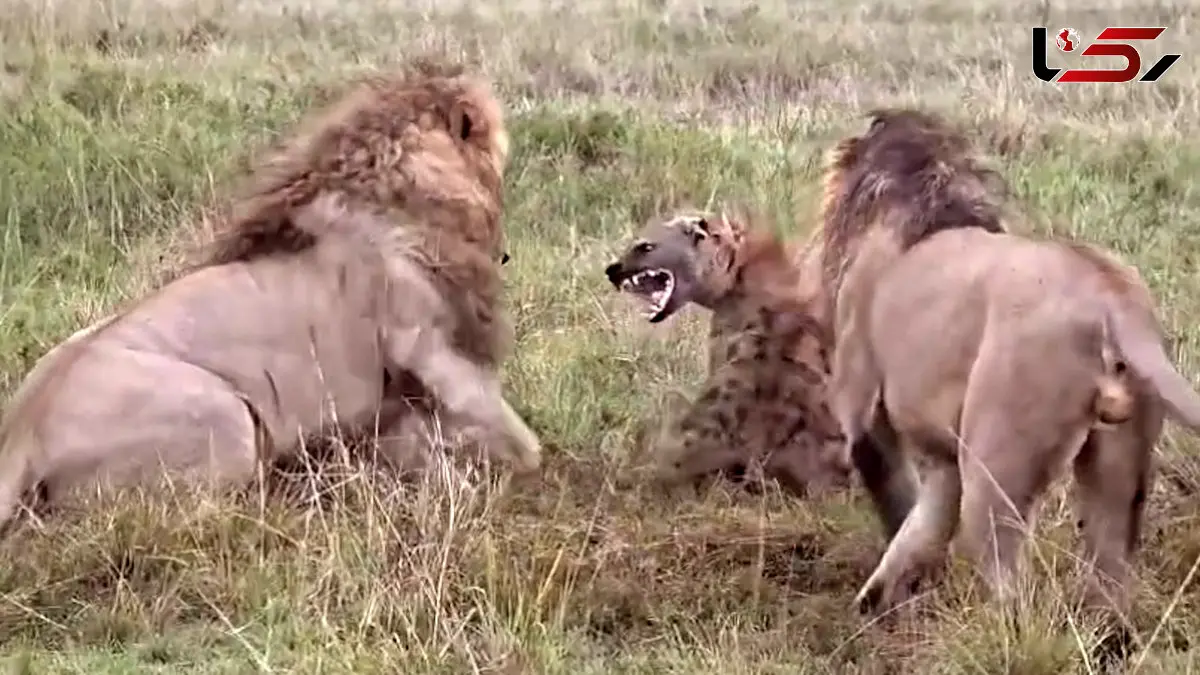 فیلم گرفتار شدن کفتار در چنگال دو شیر نر
