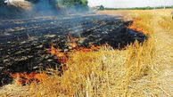 سوزاندن کاه و کلش در گیلان 2 تا 8 میلیون تومان جریمه دارد