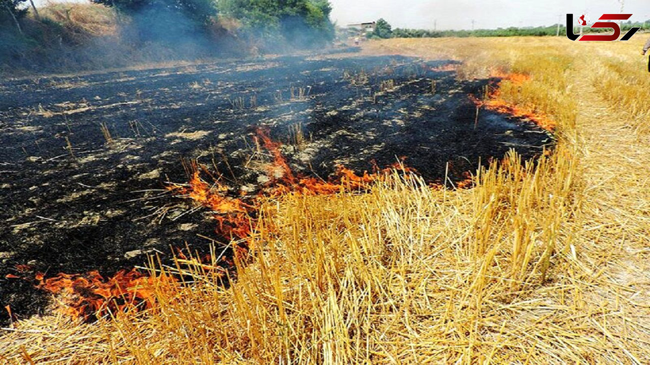 سوزاندن کاه و کلش در گیلان 2 تا 8 میلیون تومان جریمه دارد