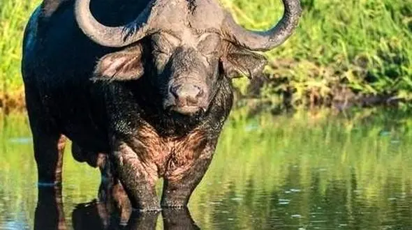 فرار و مقابله / فوک و گاومیش در برابر دشمنان