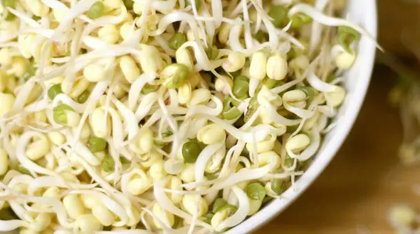 جوانه ها چه خاصیتی دارند؟