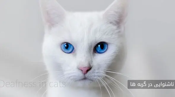 نکاتی درباره ناشنوایی گربه ها