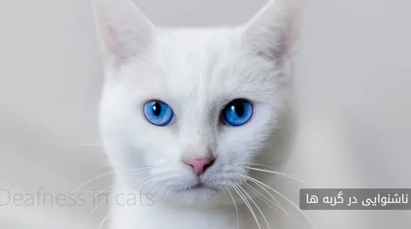 نکاتی درباره ناشنوایی گربه ها