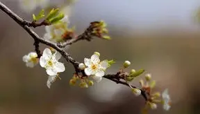 فال و طالع بینی امروز 21 خرداد 1405