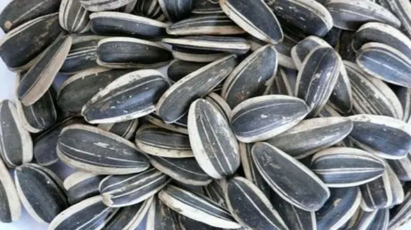 قیمت های عجیب تخمه در بازار امروز