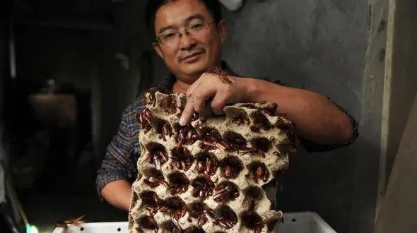 صاحب کارخانه تولید سوسک ثروتمندترین مرد جهان+ عکس