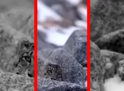 فیلم جادوی استتار پلنگ برفی در برف و صخره‌ها