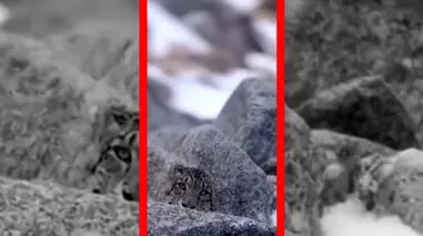 فیلم جادوی استتار پلنگ برفی در برف و صخره‌ها