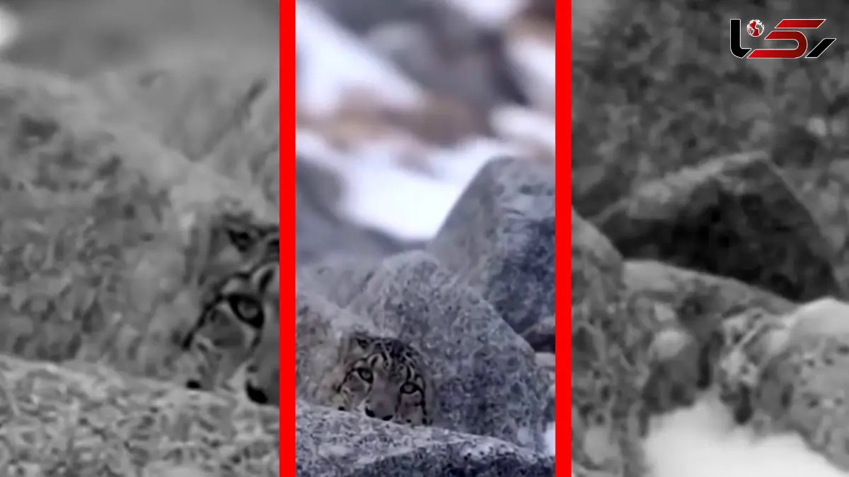 فیلم جادوی استتار پلنگ برفی در برف و صخره‌ها