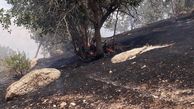 آتش سوزی بیش از ۱۰۰هکتار از جنگلهای منطقه حفاظت شده دنا  + عکس