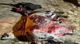 شناسایی و دستگیری عوامل کشتار غیرمجاز الاغ در نزدیکی قزوین / در یک رستوران کشتار می کردند