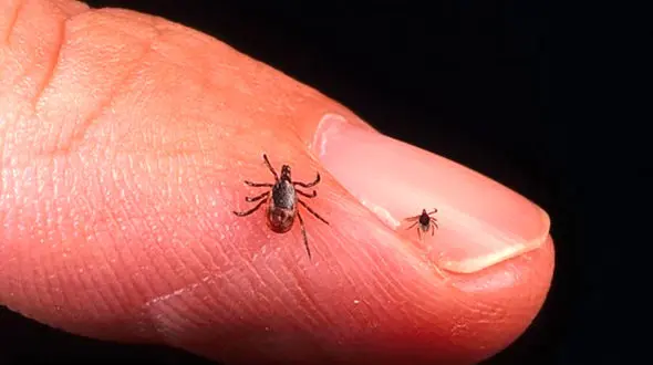 در تابستان مراقب این بیماری کشنده باشید