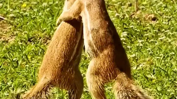 از مبارزه سنجاب با کبرا تا شریک شدن در غذای تمساح توسط پلنگ