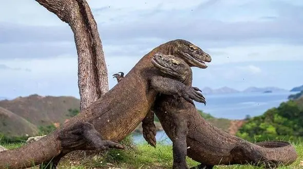 کشتی گرفتن دو اژدهای کومودو + فیلم ترس آور
