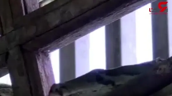 پاتوق مارهای پیتون در یک معبد بودایی + فیلم 