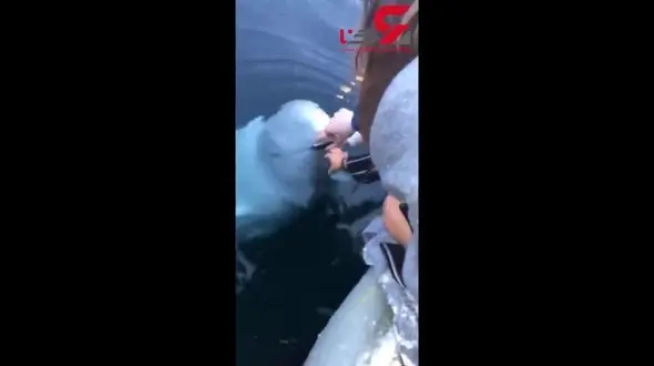 مهربانی عجیب یک دلفین با زن جوان + فیلم