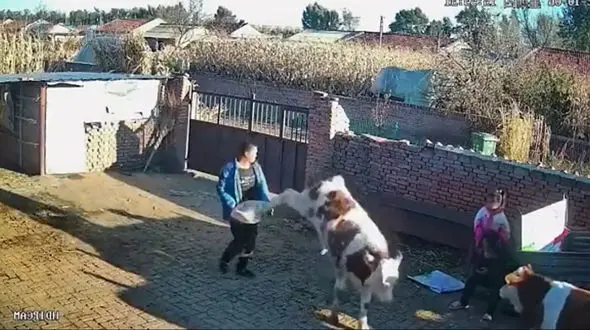 فیلم دردناک از حمله گاو عصبانی و نمک نشناس به صاحبش / ببینید