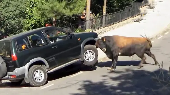 ببینید / حمله ویرانگر یک گاو خشمگین به خودروی سوزوکی مقابل چشم مردم + فیلم